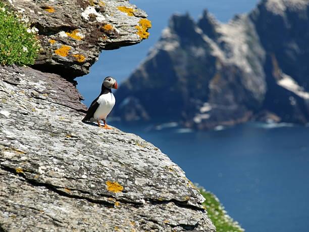 Premium Whale and Puffin Watching Evening Tour