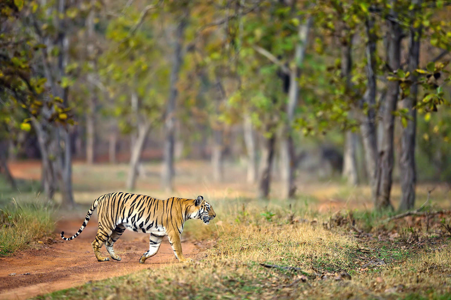 Bhadra Wildlife Sanctuary Overview