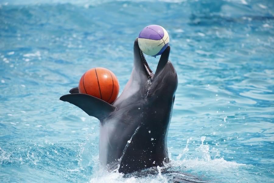 See playful antics by bottle-nosed dolphins at the dolphinarium