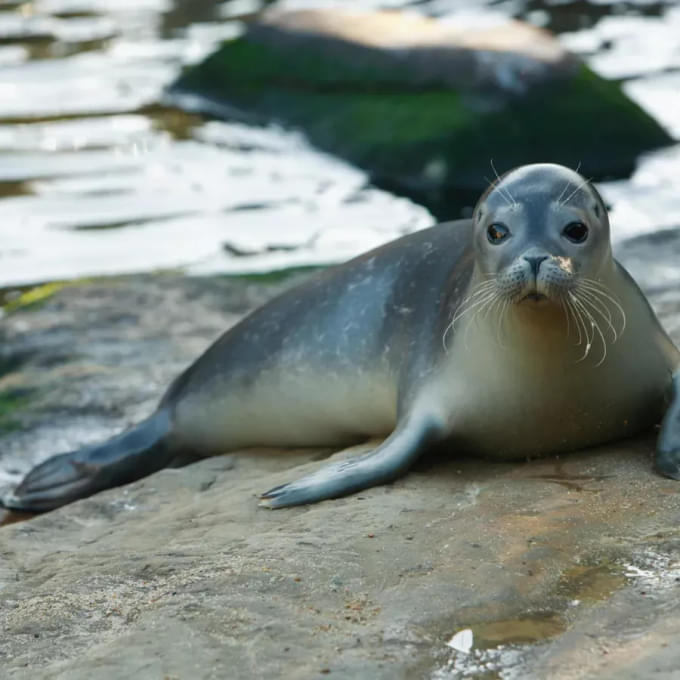 Sea Life Scarborough Tickets