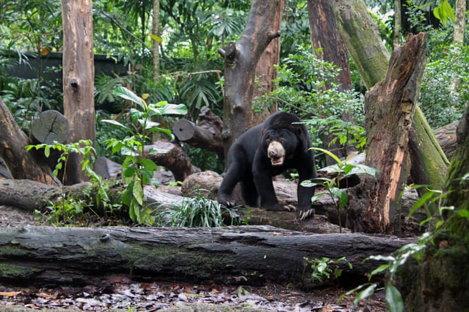 Singapore Zoo