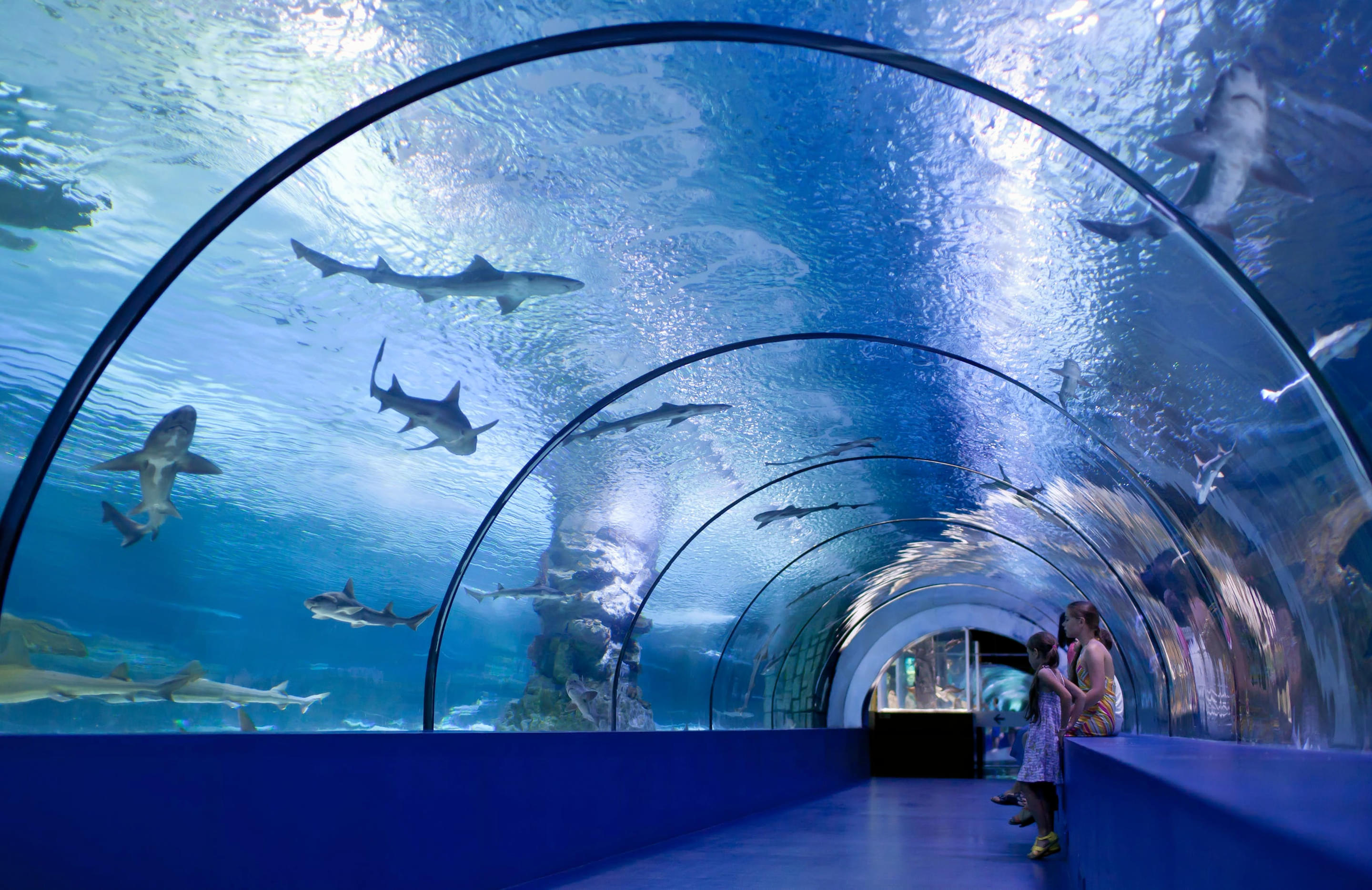 Osaka Aquarium Kaiyukan Overview