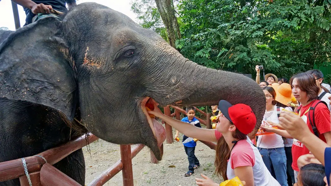 Meet and Feed the Elephants