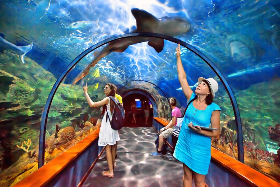 Loro Parque Tickets Image