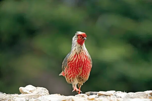 Indulge in Bird Watching