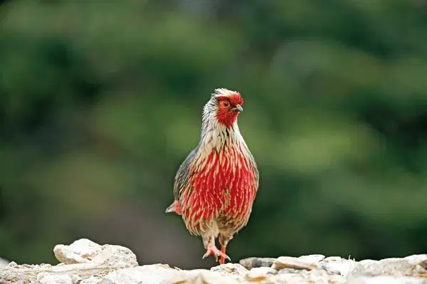 Indulge in Bird Watching