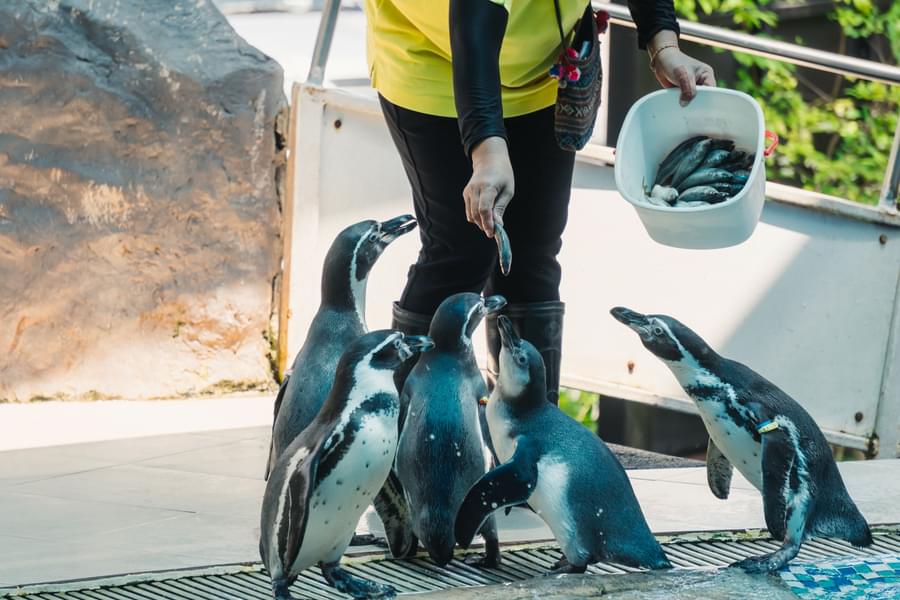 Penguins feeding at al ain zoo