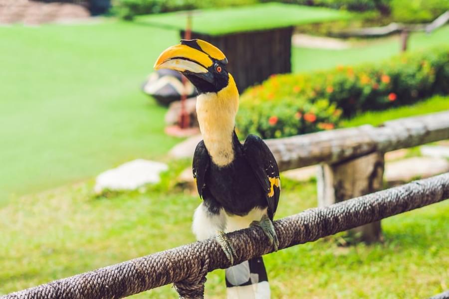 Exotic Birds at Bali Bird Park