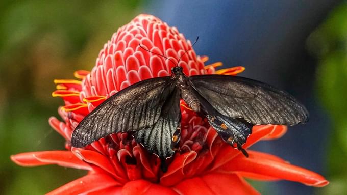Papilio Memnon in Taipei Zoo