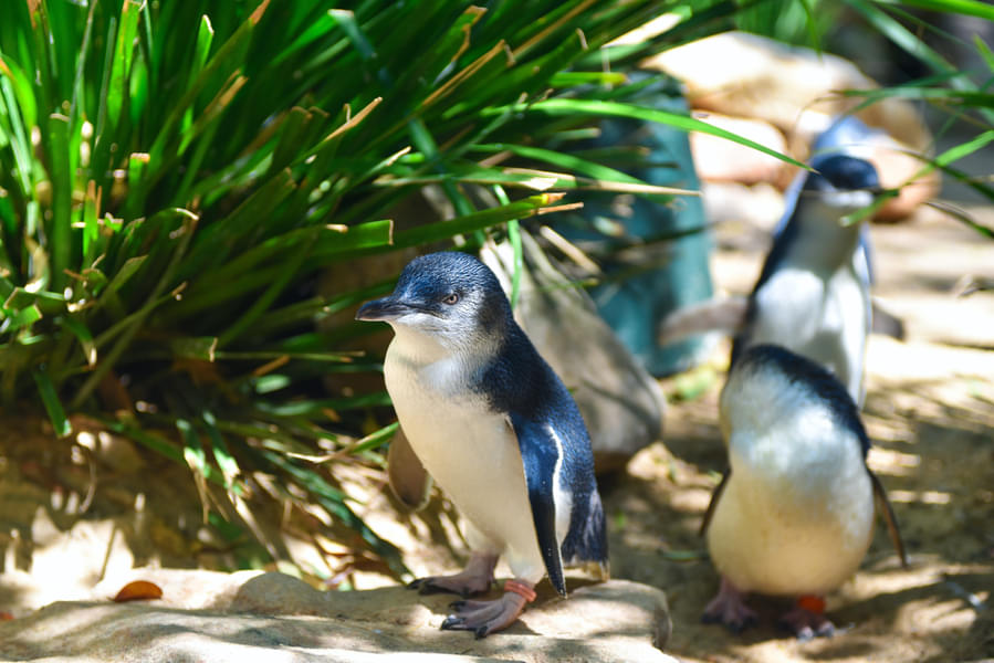 Phillip Island Penguin Parade Tour Image