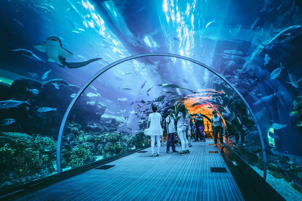 Explore the stunning Dubai Aquarium