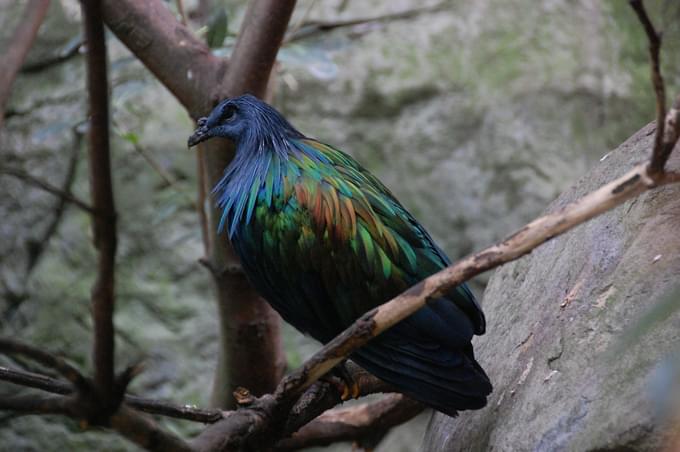 Nicobar Pigeon