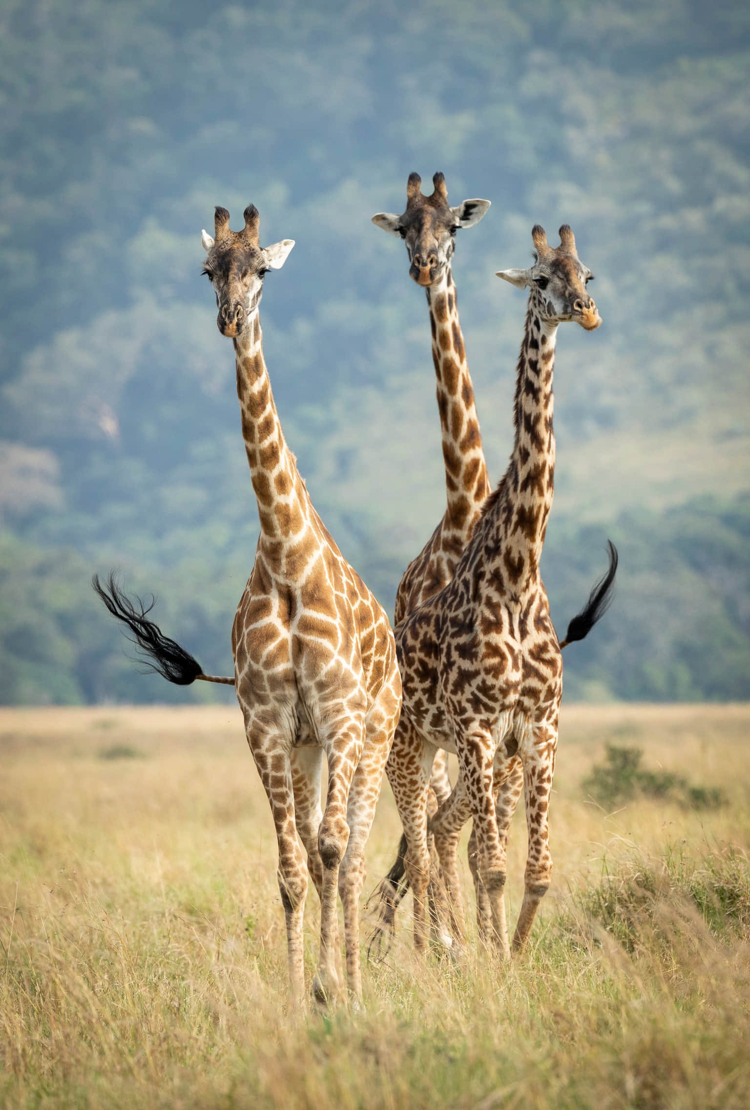 <em>South Africa</em> Tour Packages From Bhopal 