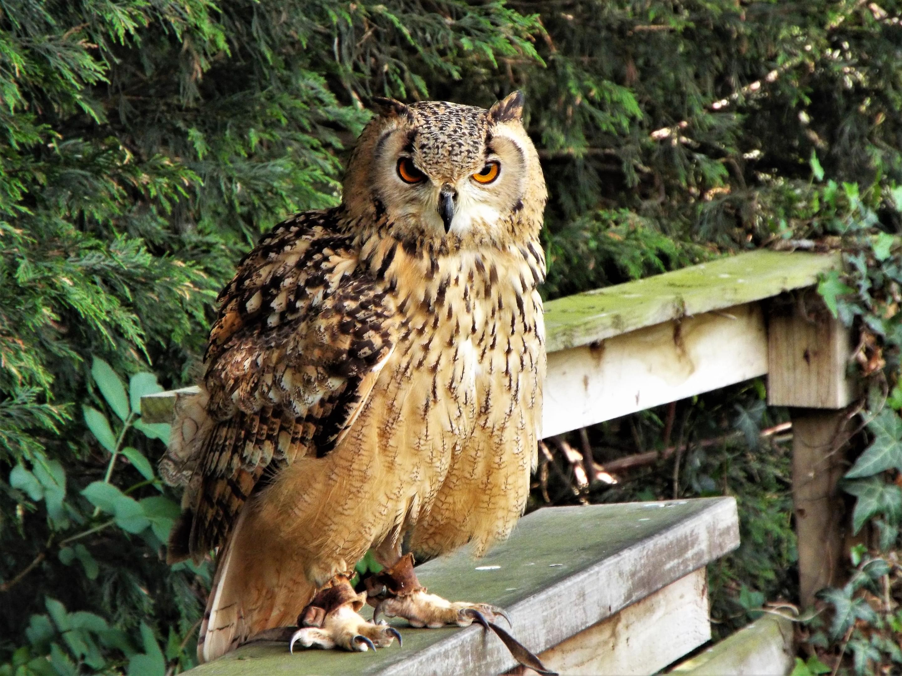 Turbary Woods Owl And Bird Of Prey Sanctuary Overview