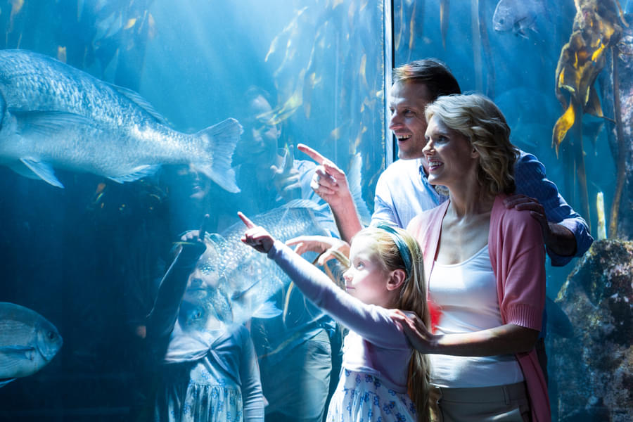 Have a wonderful time with your loved ones exploring the Aquarium of the Pacific