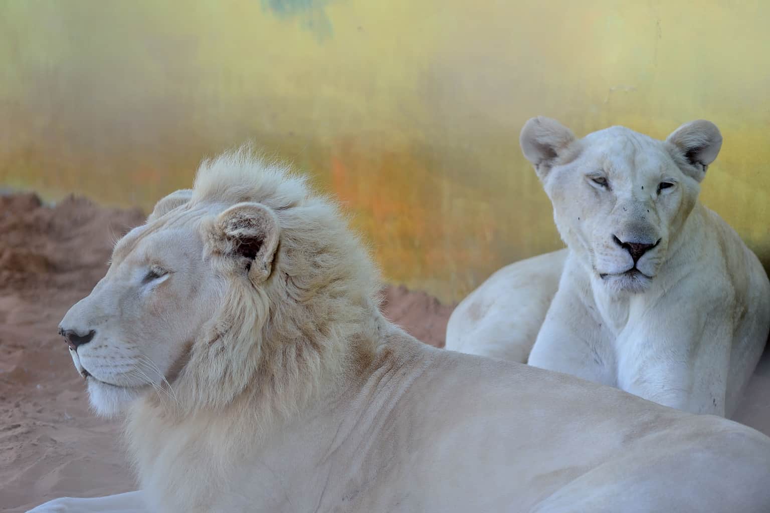 Ras Al Khaimah Zoo