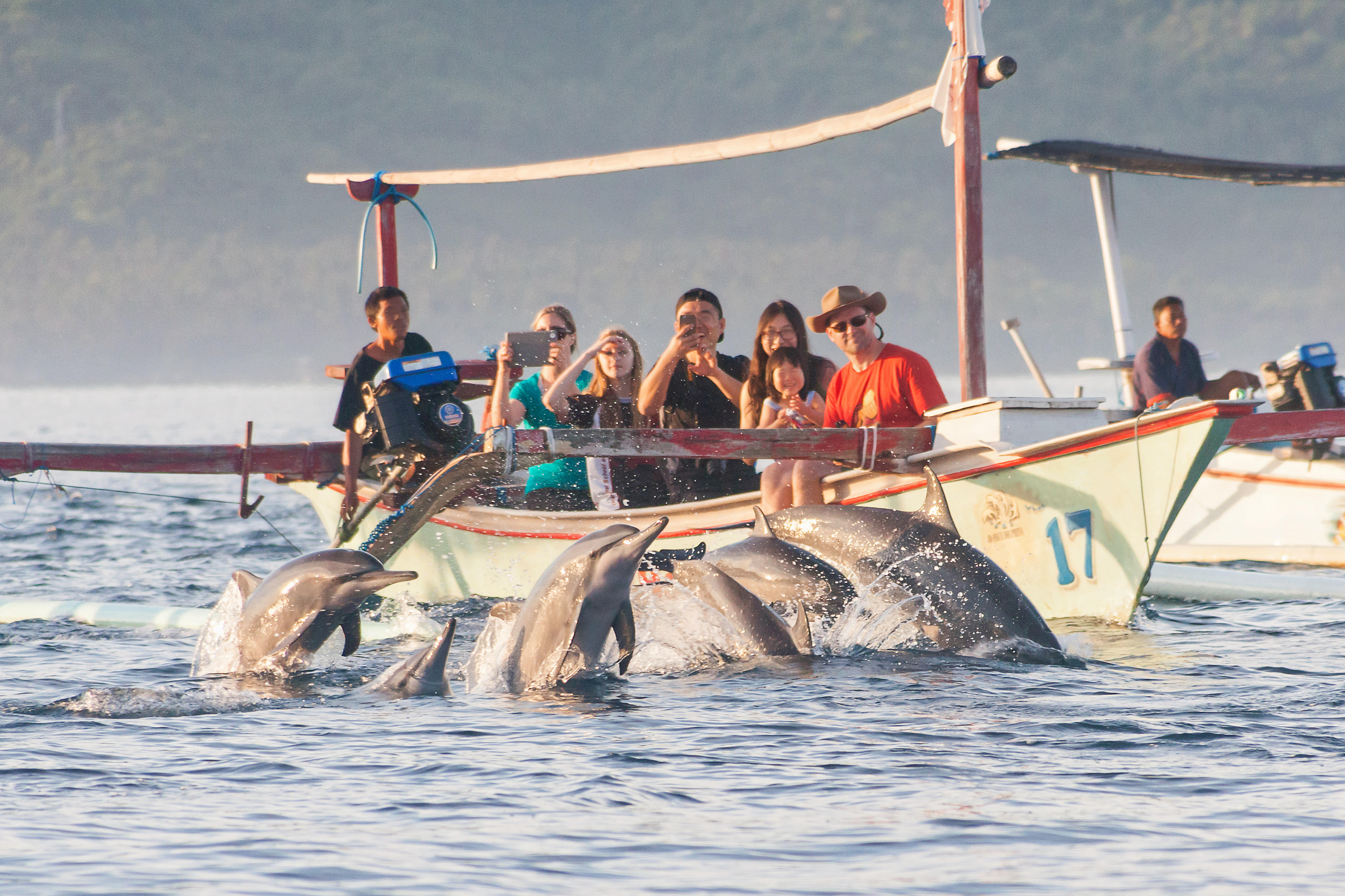 Take a scenic trip to witness dolphins in their natural habitat