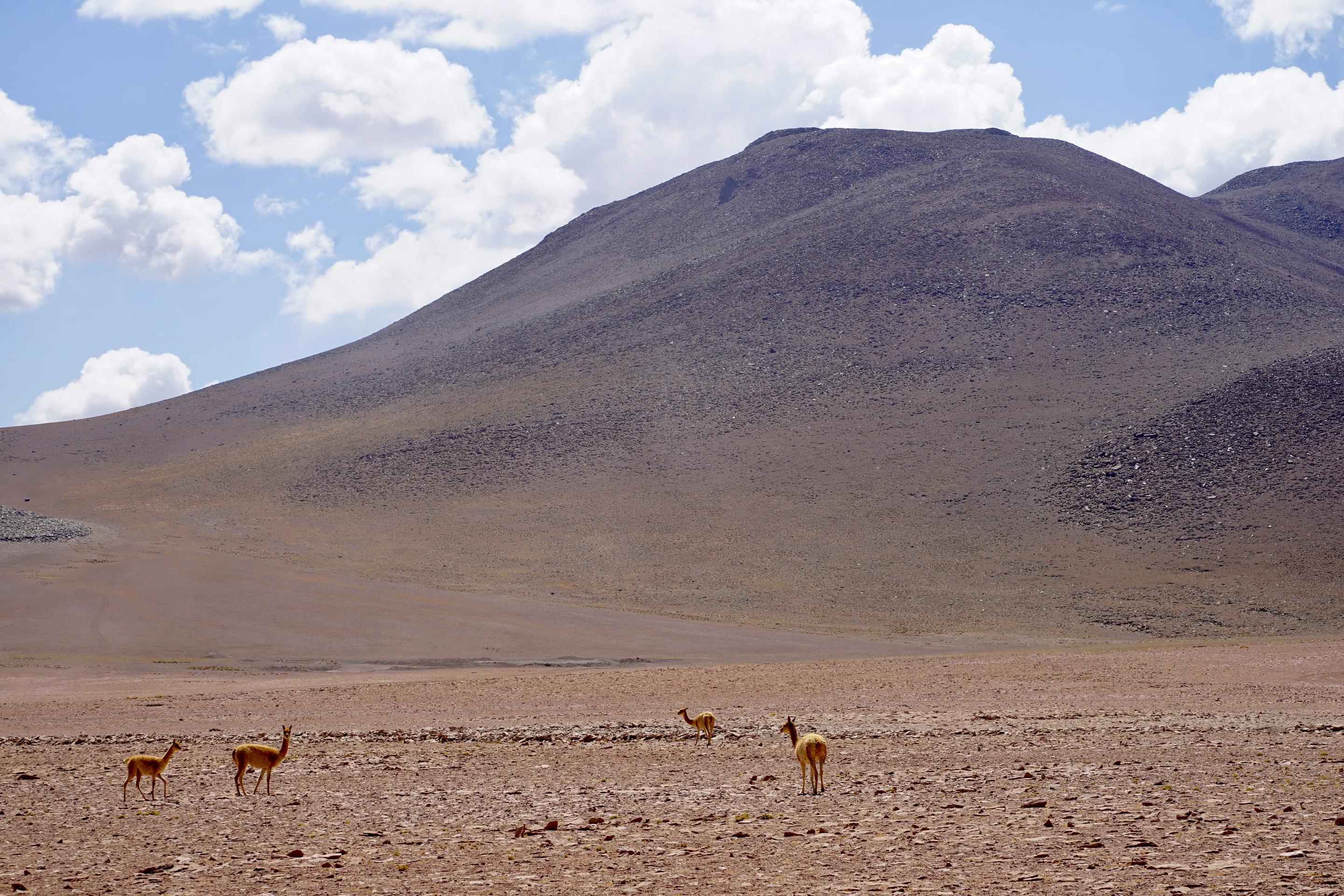 Eduardo Avaroa Andean Fauna National Reserve Bolivia Overview