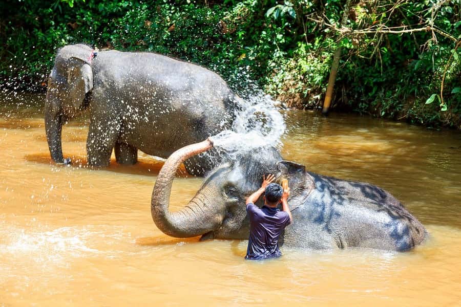 Bathe Elephants