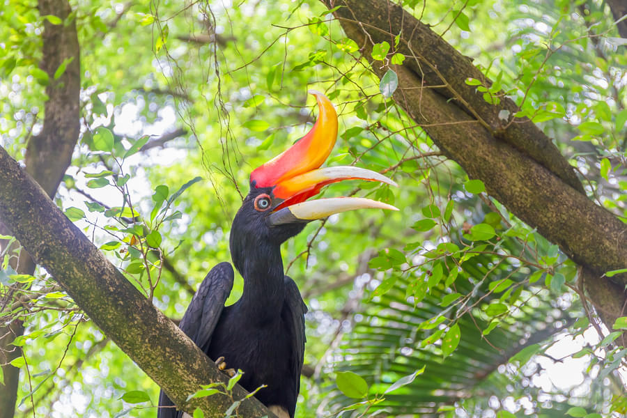 Observe the striking features of the Great helmeted Hornbill