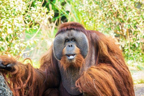 orangutan in houston zoo