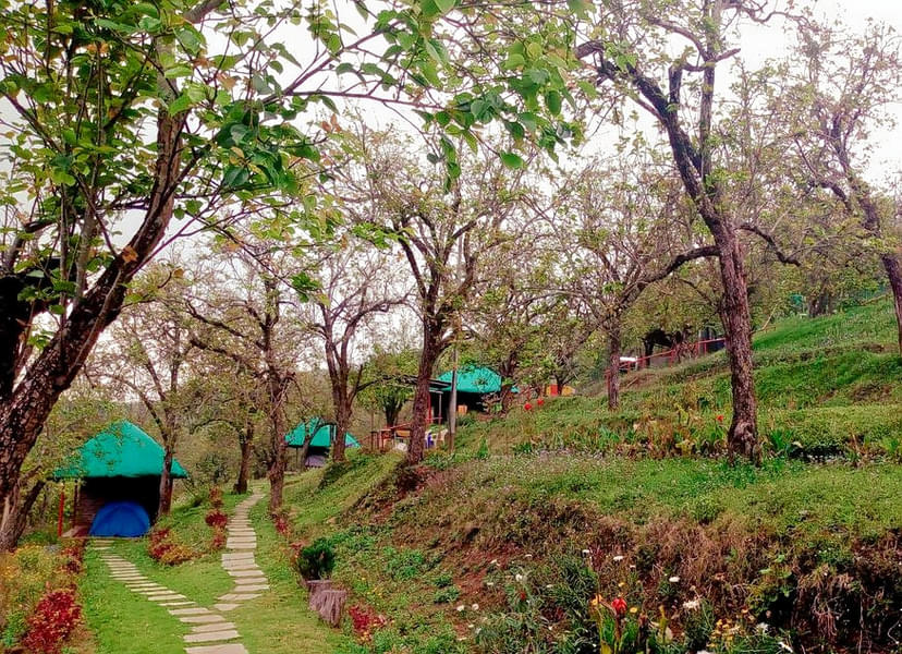 Camping Amidst Pear Orchard In Kodaikanal Image