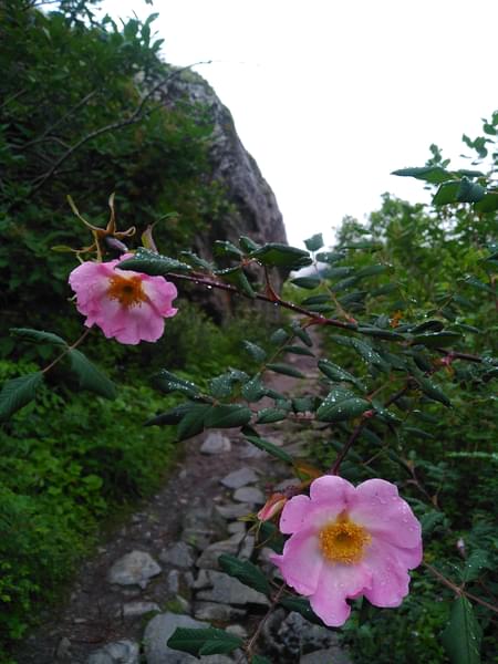 Rosa Macrophylla Himalayan Rose