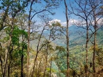 Embark on a Short trek through the forest