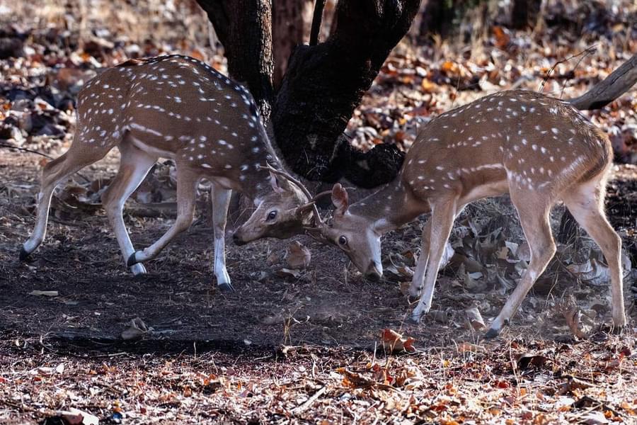 Girnar Jungle Safari Image