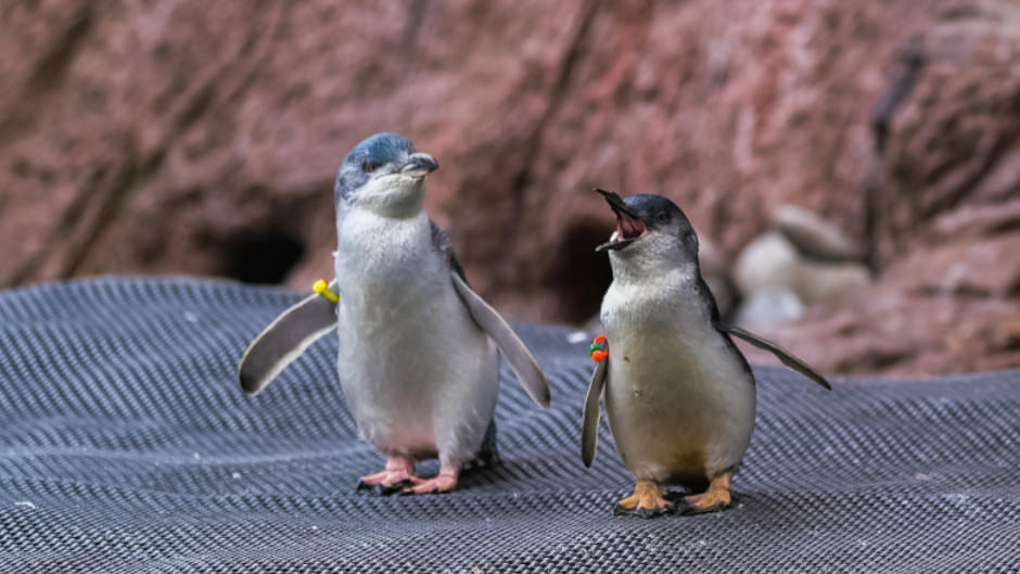 Penguin Encounter