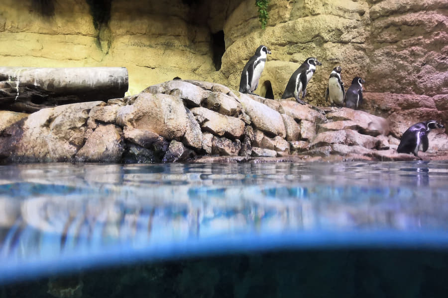 Dubai Aquarium & Penguin Cove Tickets Image