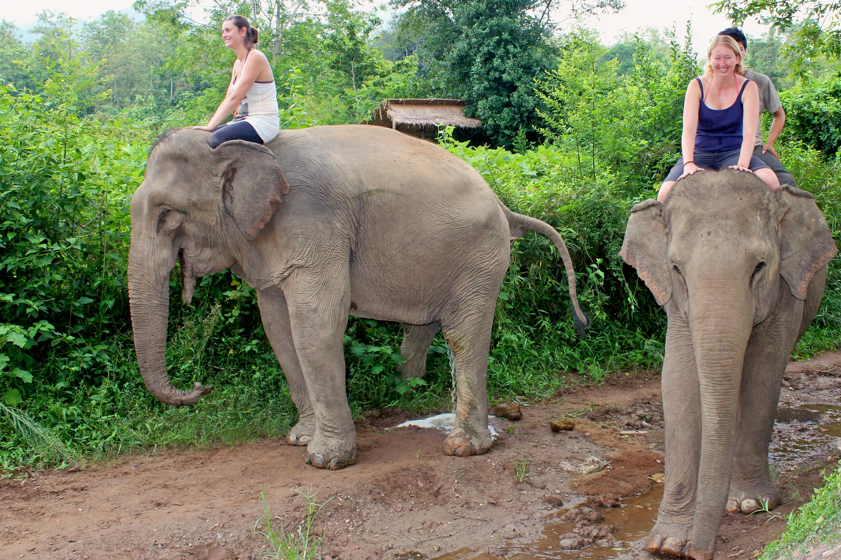 Elephant Village Overview