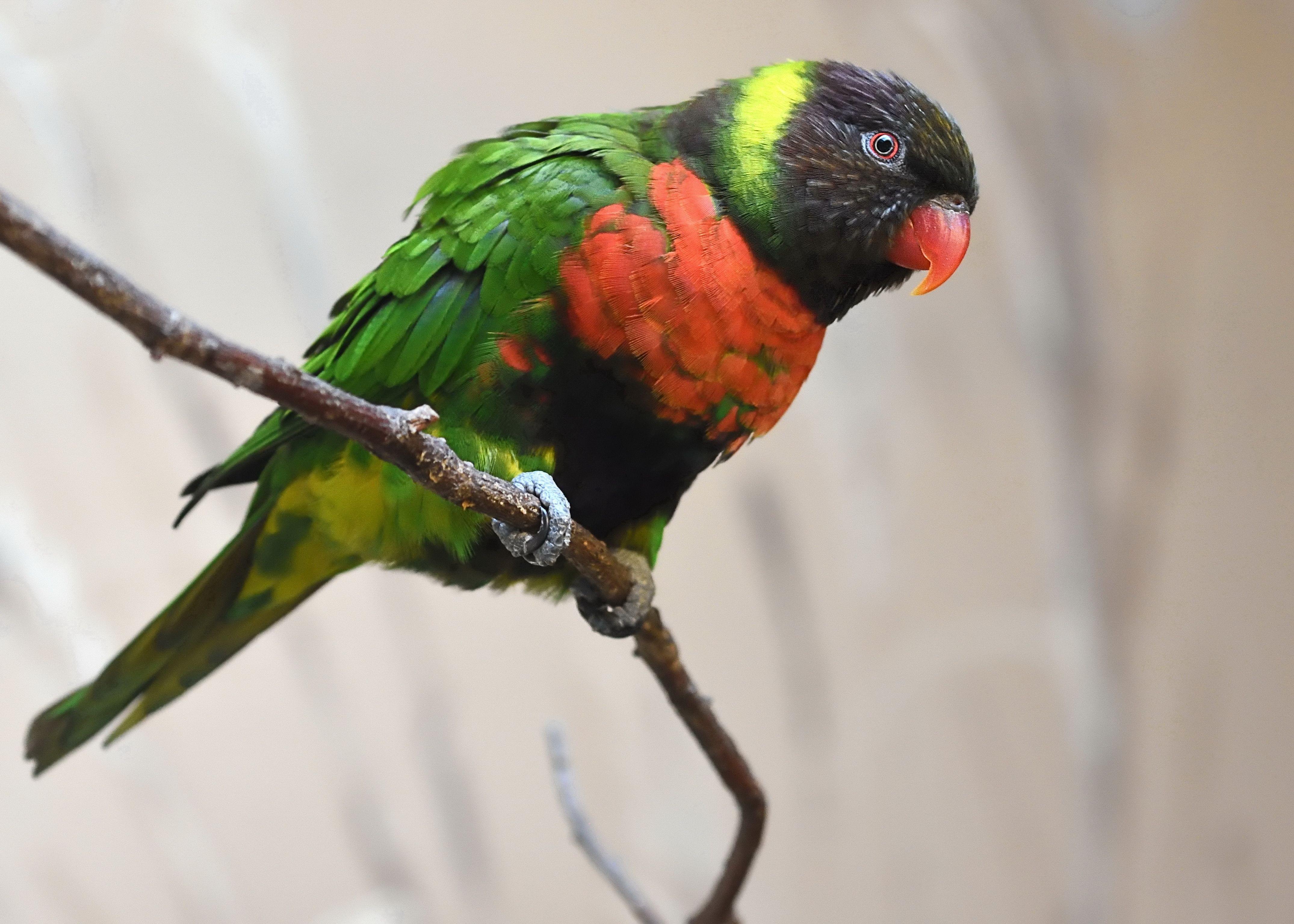 Parrot in  Mitchell Park Zoo