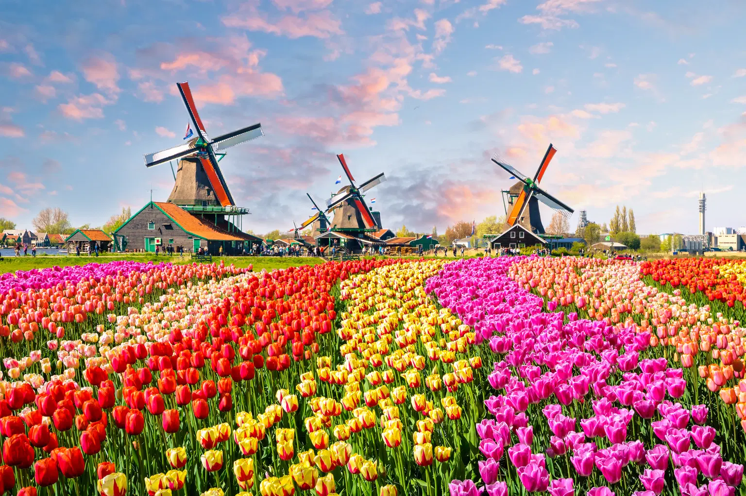 Flower beds in Keukenhof Gardens
