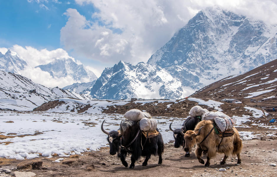 Yaks Carrying the Weights 
