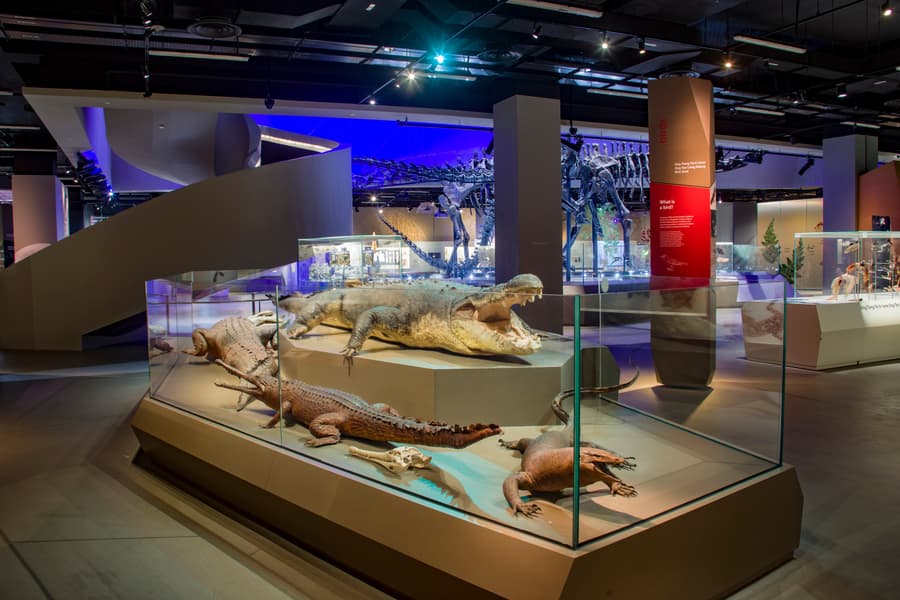 Lee Kong Chian Natural History Museum Tickets Image