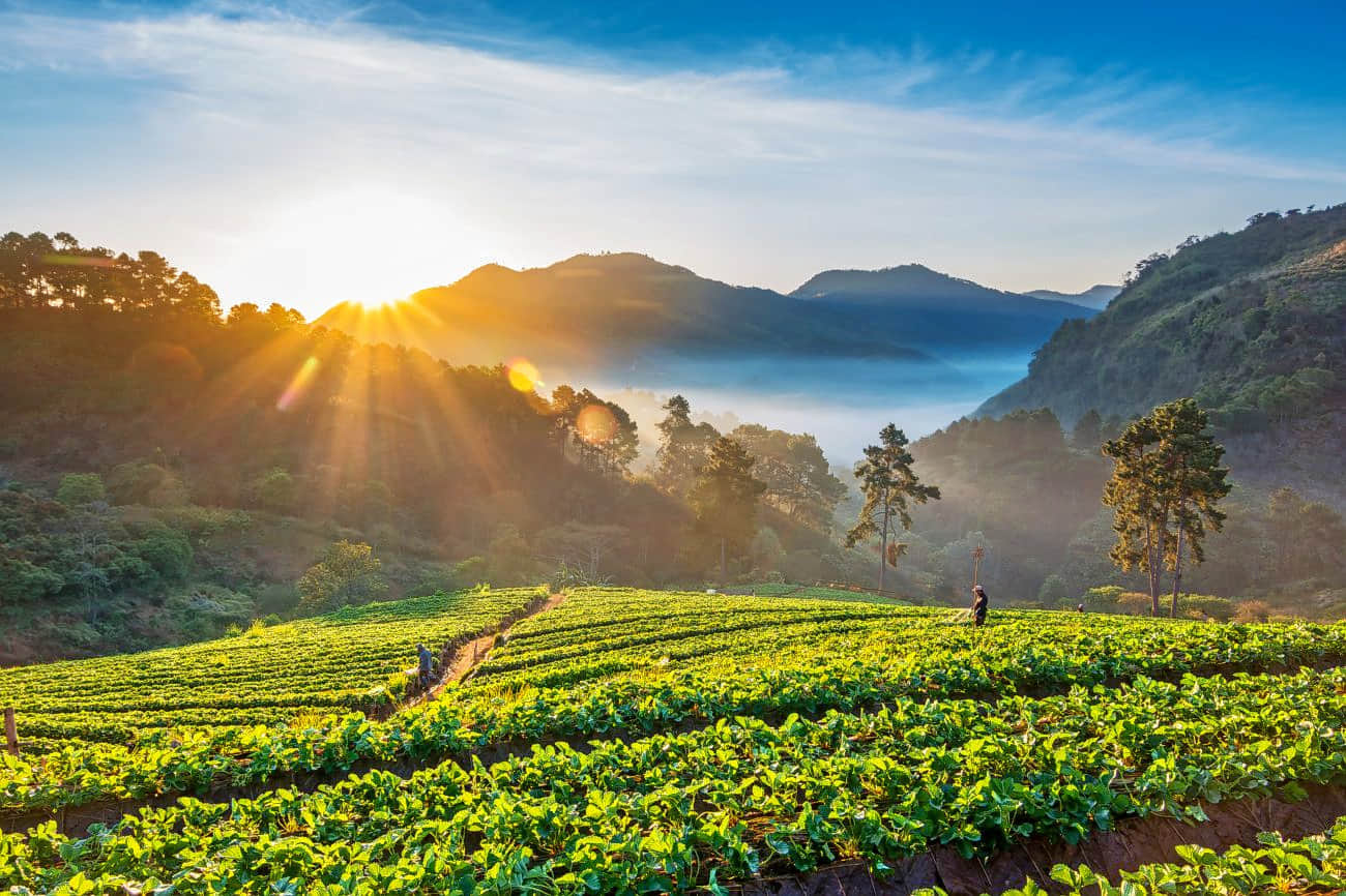 Doi Ang Khang, <em>Chiang Mai</em>