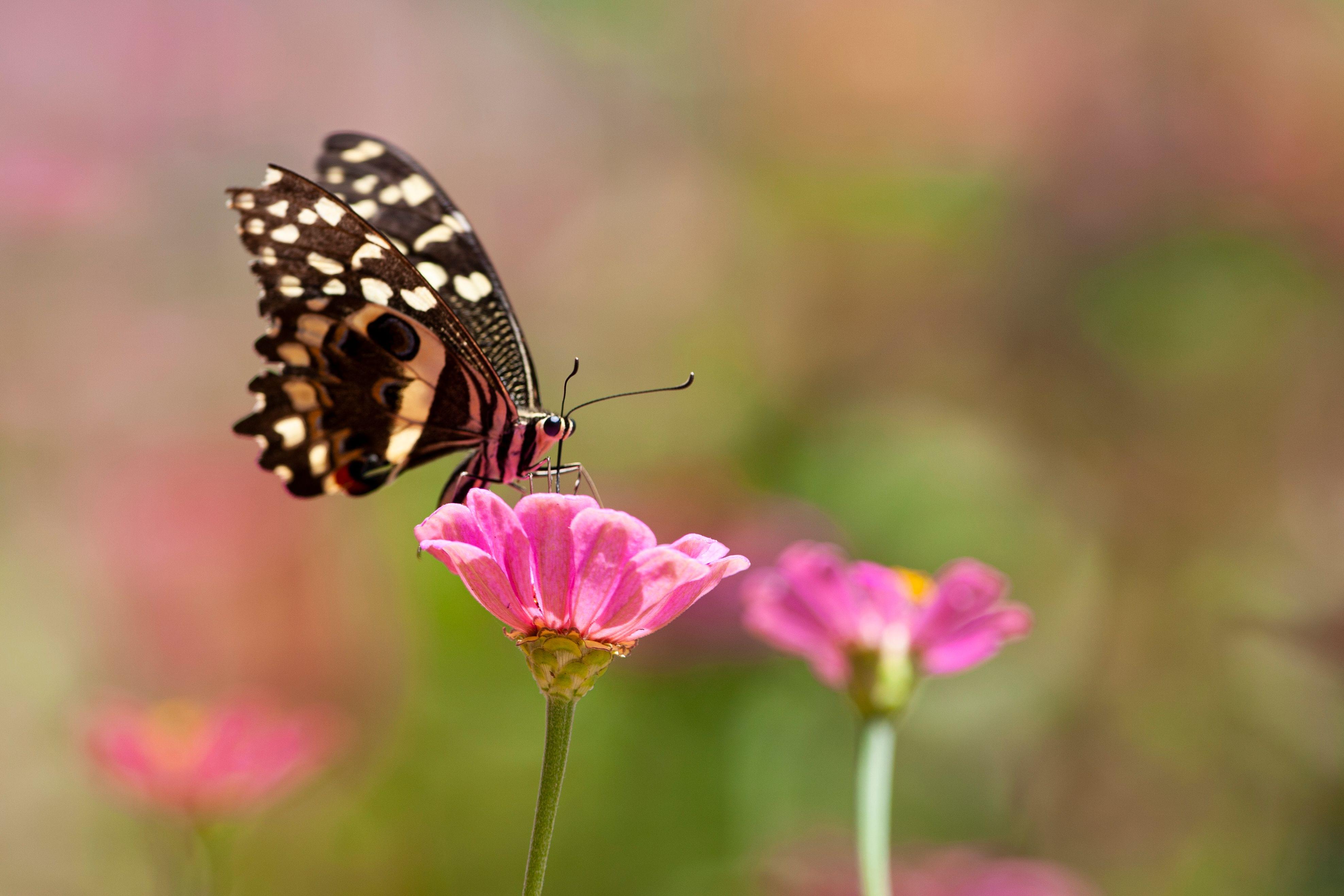 Butterflygardendubai