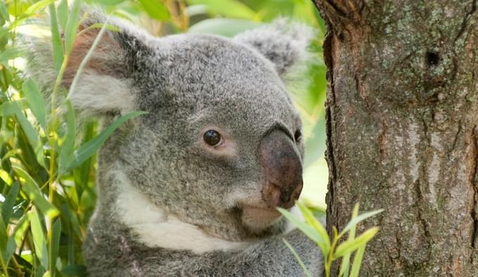Koala in Columbus Zoo