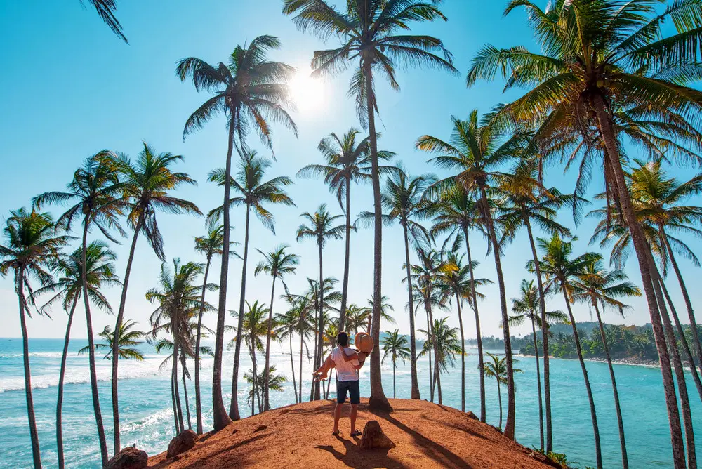 Coconut Tree Hill