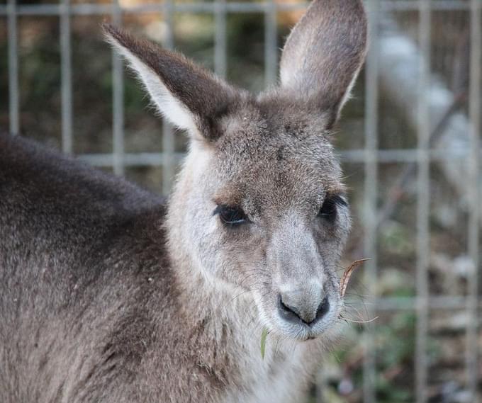 Gray Kangaroo in Taipei Zoo