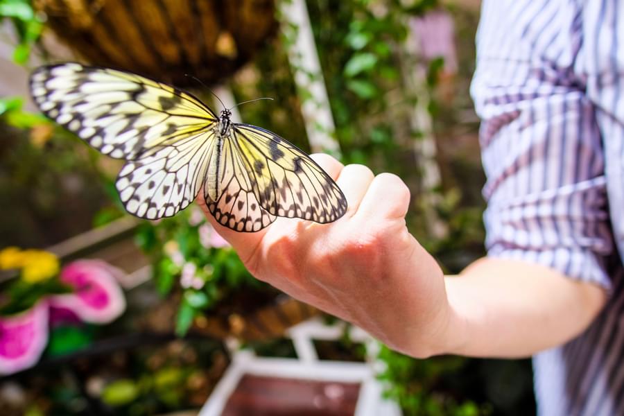Dubai Butterfly  garden