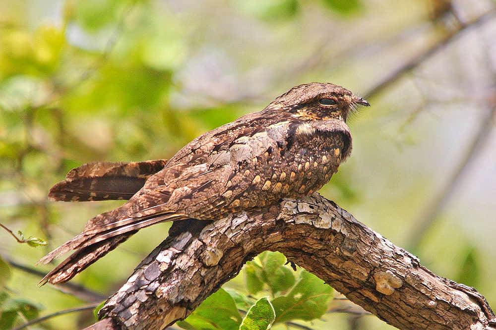 Bassi Wildlife Sanctuary