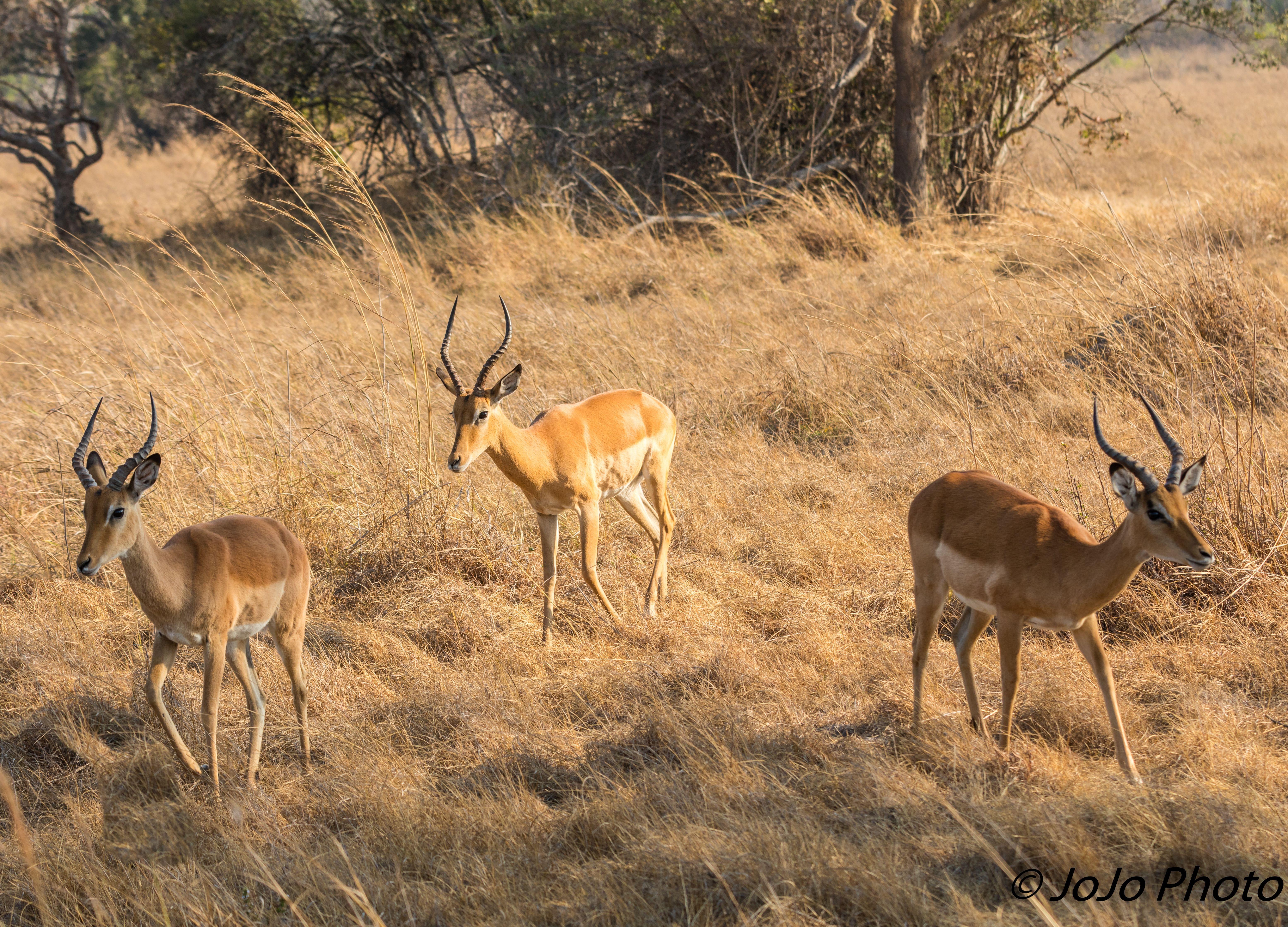 Kafue National Park Safari