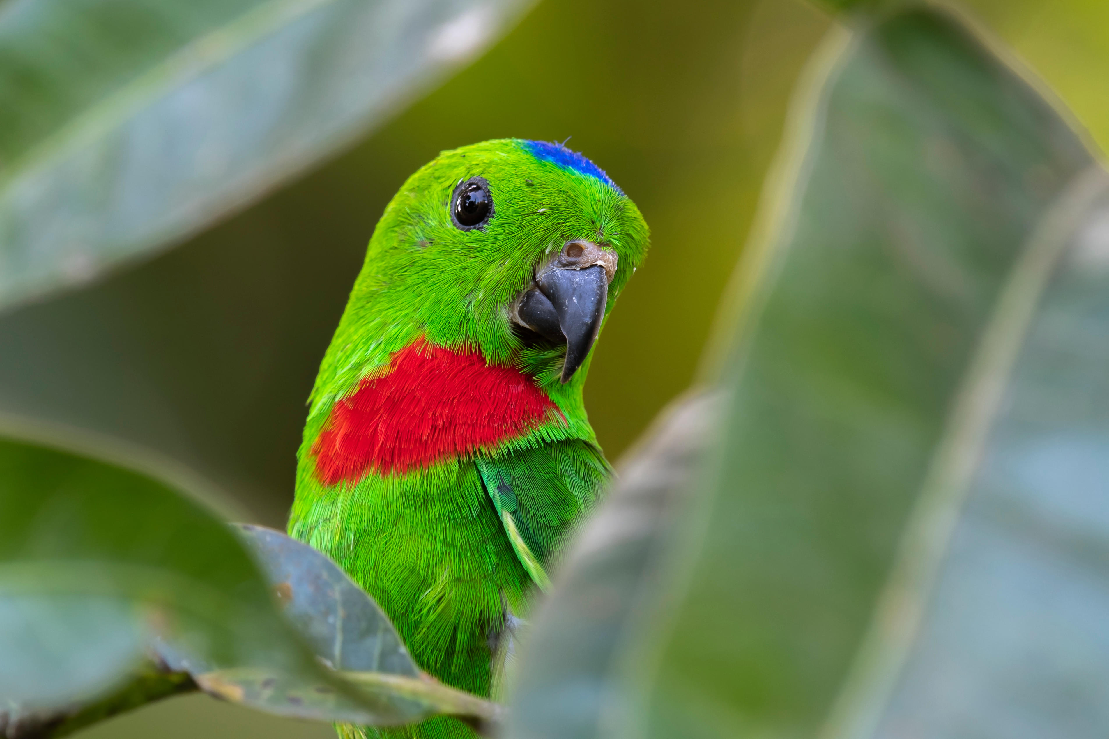 bird paradise singapore