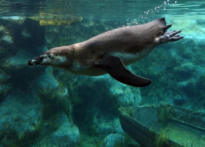 Seal in Colchester Zoo