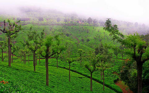 Best Places To Stay in Coonoor