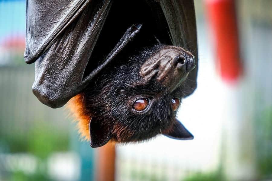 Watch the Bat Show