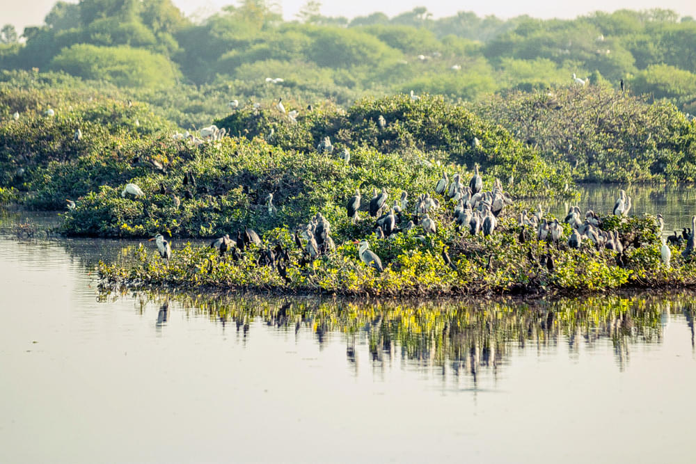 Vedanthangal Bird Sanctuary Overview