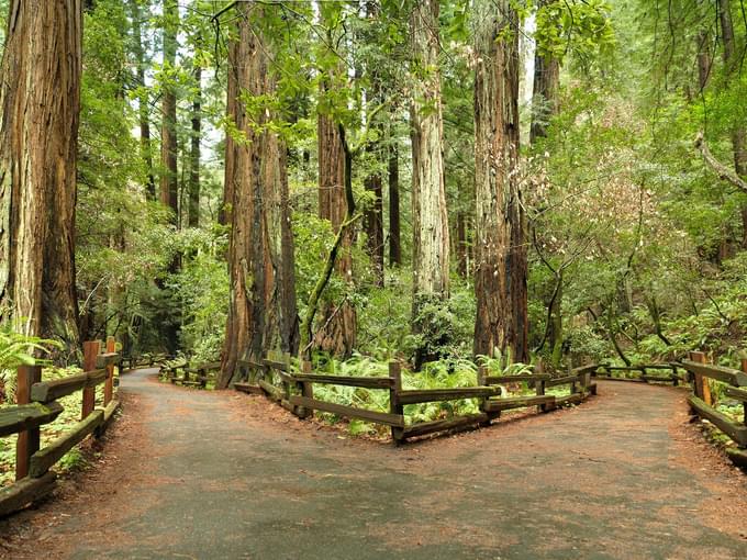 Muir Woods and Marin by Land
